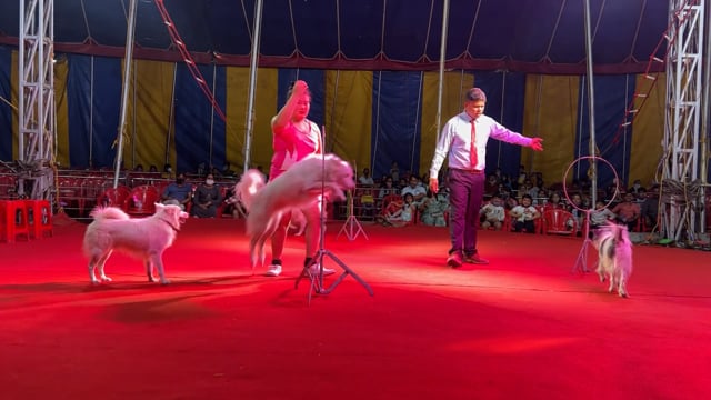 Dogs jump through hoops and sit on stools at Rambo Circus, Pune, India, 2021 (mobile phone footage)