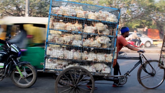 Chickens are transported in crates on the back of tricycles outside a large wholesale chicken market, Ghaziabad, India, 2022