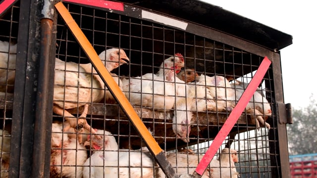 A dead chicken is inside a crowded chicken truck with other chickens, outside a wholesale chicken market, Ghaziabad, India, 2022