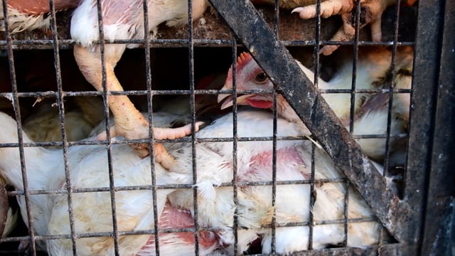 Chickens pant inside crowded cages on a truck outside a wholesale chicken market, Ghaziabad, India, 2022