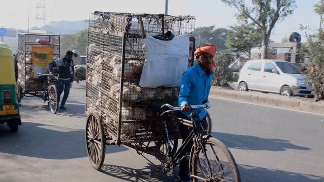 A worker wheels crates of chickens on a tricycle along the road outside a wholesale chicken market, Ghaziabad, India, 2022