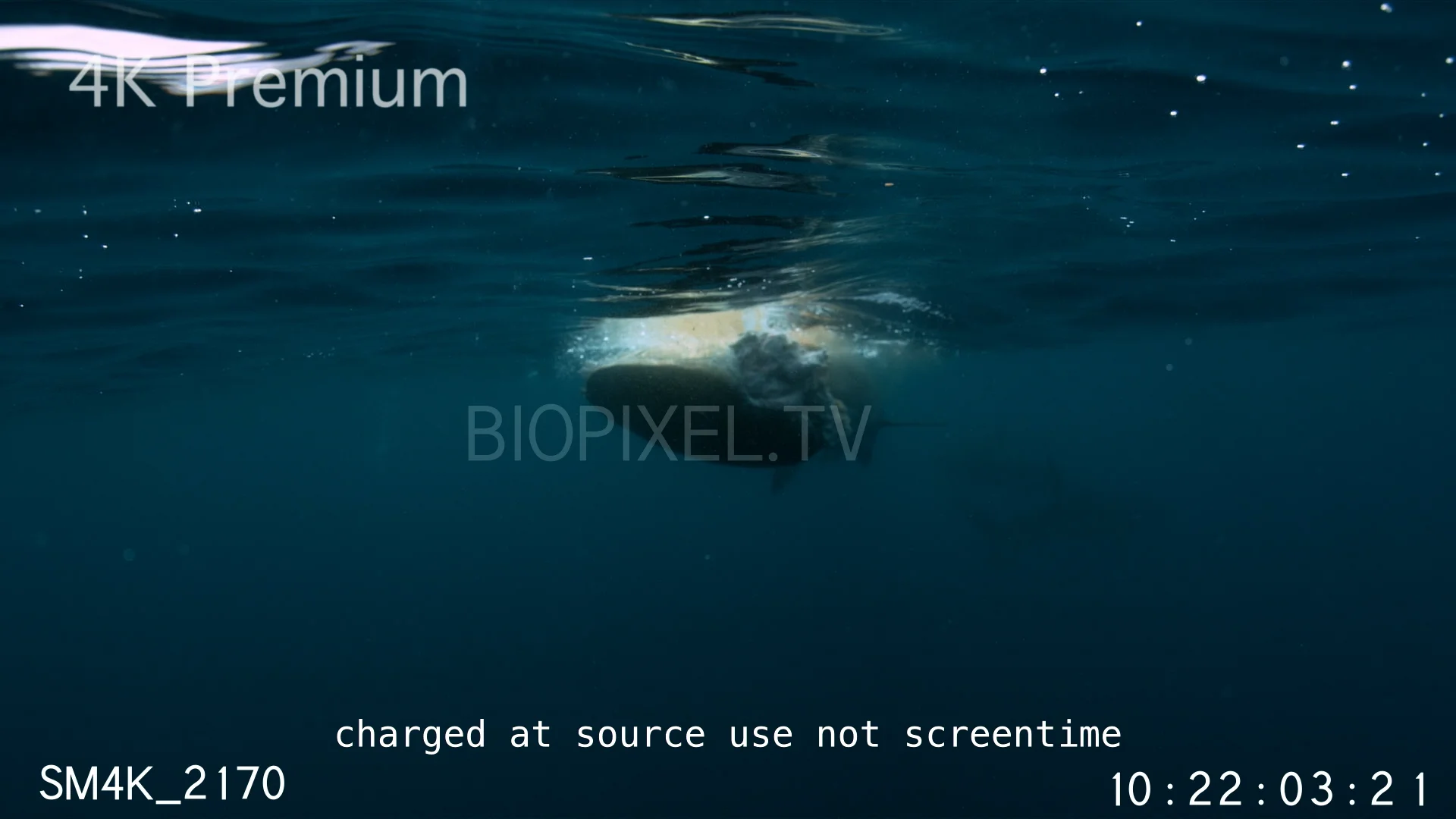 High Speed Tiger shark feeding on turtle slow motion 500 frames per