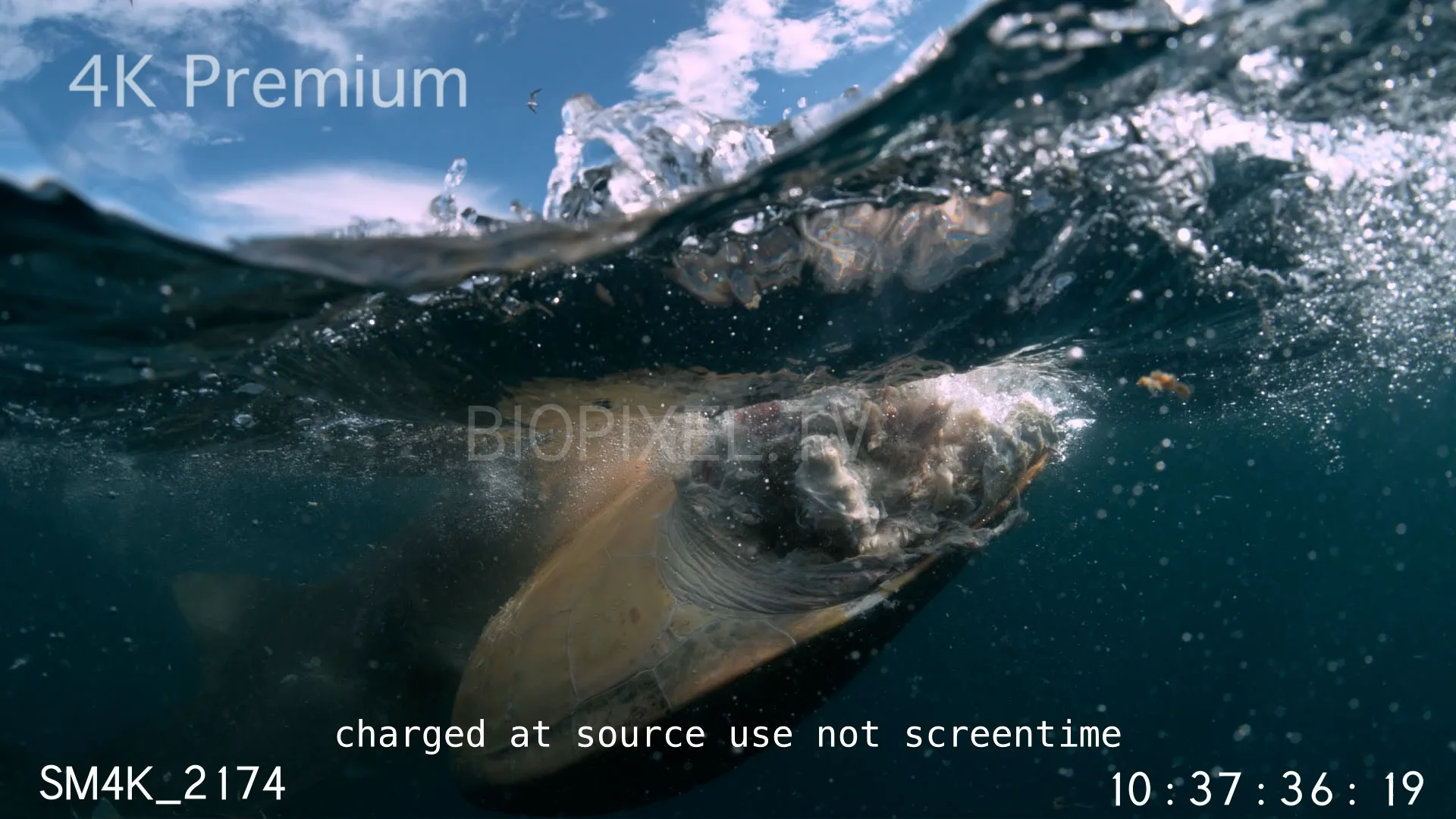 high-speed-tiger-shark-feeding-on-turtle-slow-motion-500-frames-per