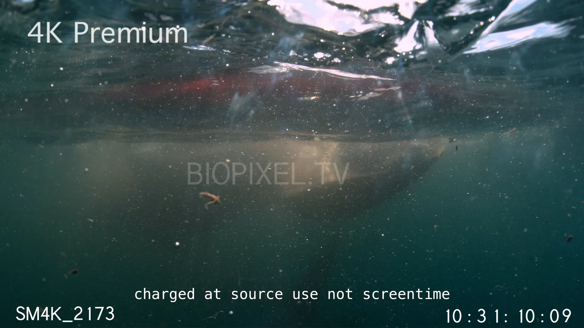 high-speed-tiger-shark-feeding-on-turtle-slow-motion-500-frames-per