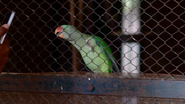 A zoo visitor disturbs a rose-ringed parakeet bird through the bars of a cage until she flies away, Jodhpur zoo, India, 2022