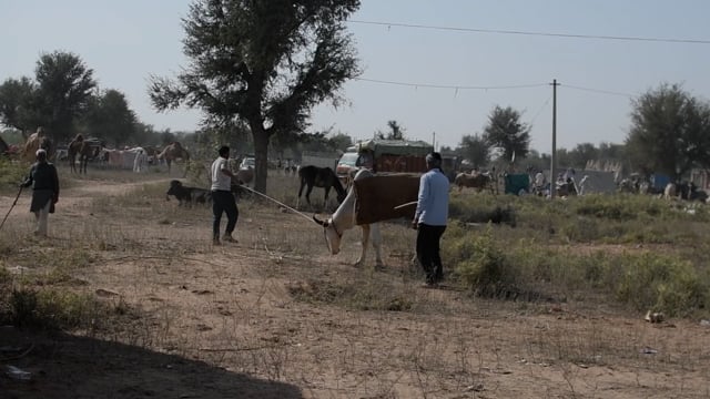 A bullock is hit and poked by two men at Nagaur Cattle Fair, Rajasthan, India, 2022