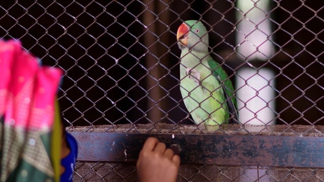 Zoo visitors poke a rose-ringed parakeet bird through the bars of a cage, Jodhpur zoo, Rajasthan, India, 2022