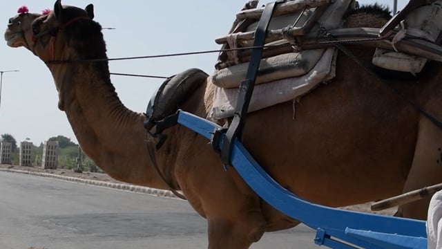 Camels pulling carts arrive at Nagaur Cattle Fair, Rajasthan, India, 2022