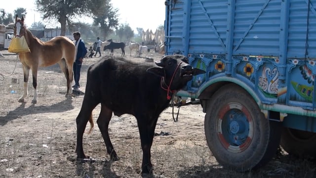 A distressed buffalo calf cries or bellows for his mother, Nagaur Cattle Fair, Rajasthan, India, 2022