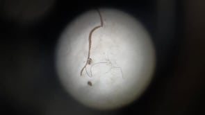 Recollida de microplàstics al Riuet