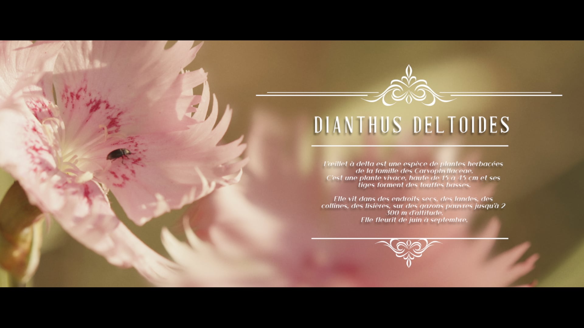 SÉCURITÉ ROUTIÈRE - FLEURS SAUVAGES -  (Spec Ad)