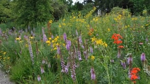 Ecology based Maintenance Regimes for Perennial Style Plantings, with Cassian Schmidt