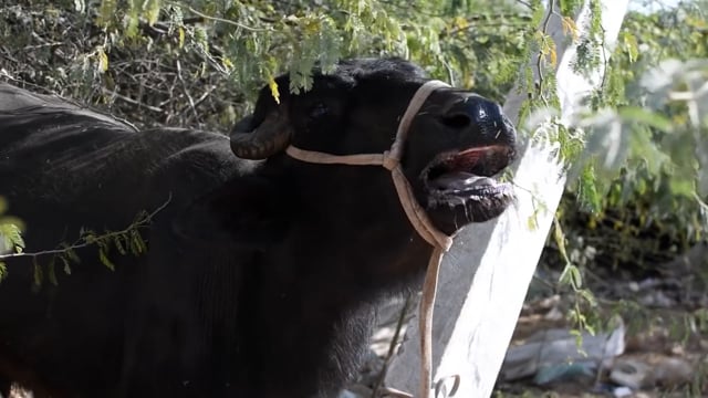 A buffalo cries or bellows at Nagaur Cattle Fair, Rajasthan, India, 2022