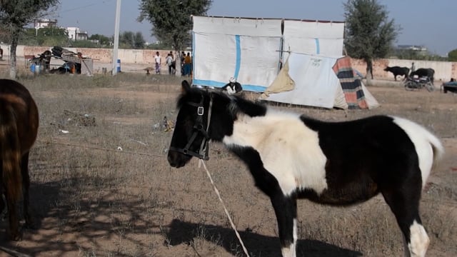 Baby horses (foals) tied up at Nagaur Cattle Fair, Rajasthan, India, 2022