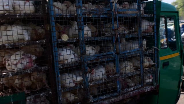 Chicken trucks loaded with chickens leave a wholesale chicken market, Ghazipur Murga Mandi, Ghazipur, Ghaziabad, India, 2022