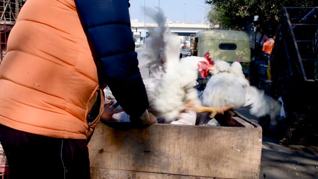 Chickens escape from a crate outside  a wholesale chicken market, Ghaziabad, India, 2022