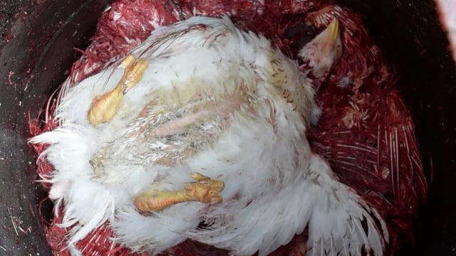 A chicken is slaughtered at Crawford meat market, Mumbai, India, 2016