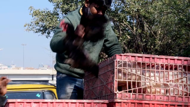 Chickens are roughly loaded into crates by workers outside a wholesale chicken market, Ghaziabad, India, 2022