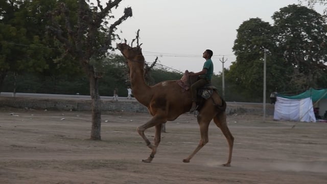 A camel rider races a camel at Nagaur Cattle Fair or mela, Rajasthan, India, 2022