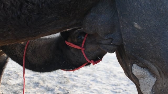 A baby camel suckles from his mother at Nagaur cattle fair or mela, Rajasthan, India, 2022