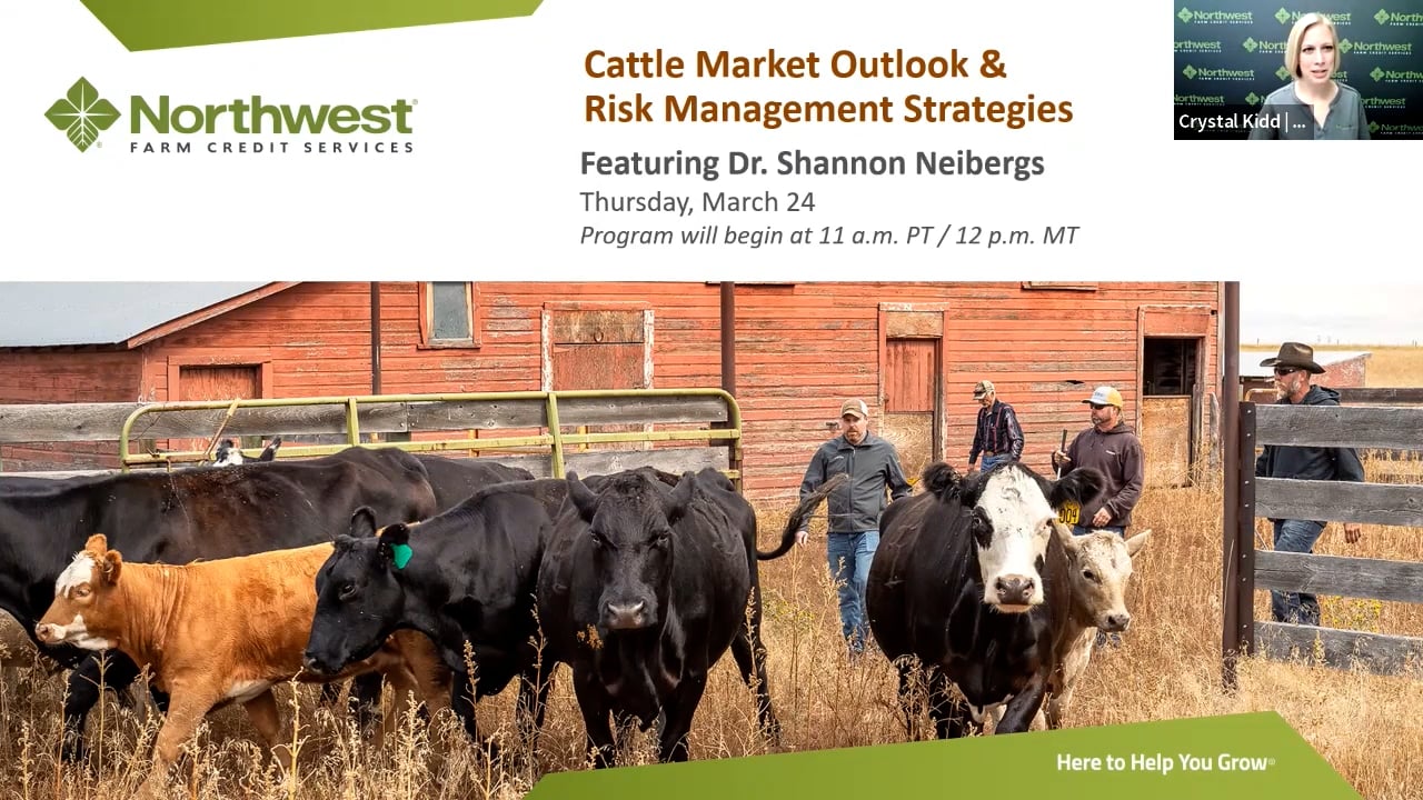 Cattle Market Outlook and Risk Management Strategies on Vimeo