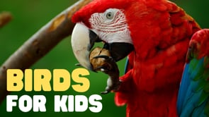 Vimeo Thumbnail