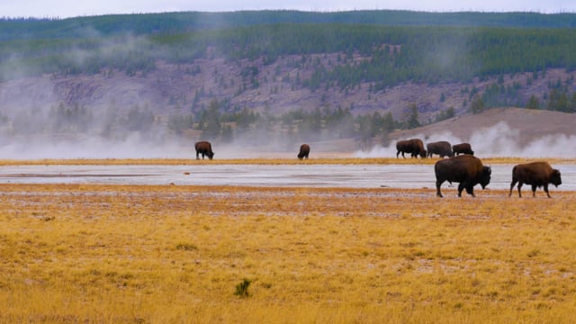 Bisons of Yellowstone National Park, Documentary Film