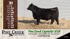 Lot #31 - 