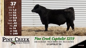 Lot #37 - 