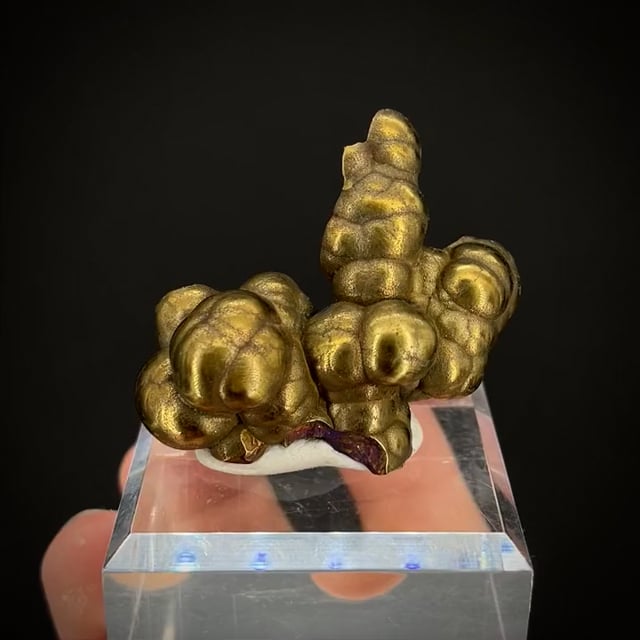 copper will × veitchii 2nd edition spore copper will × veitchii 2nd edition spore copper will × veitchii