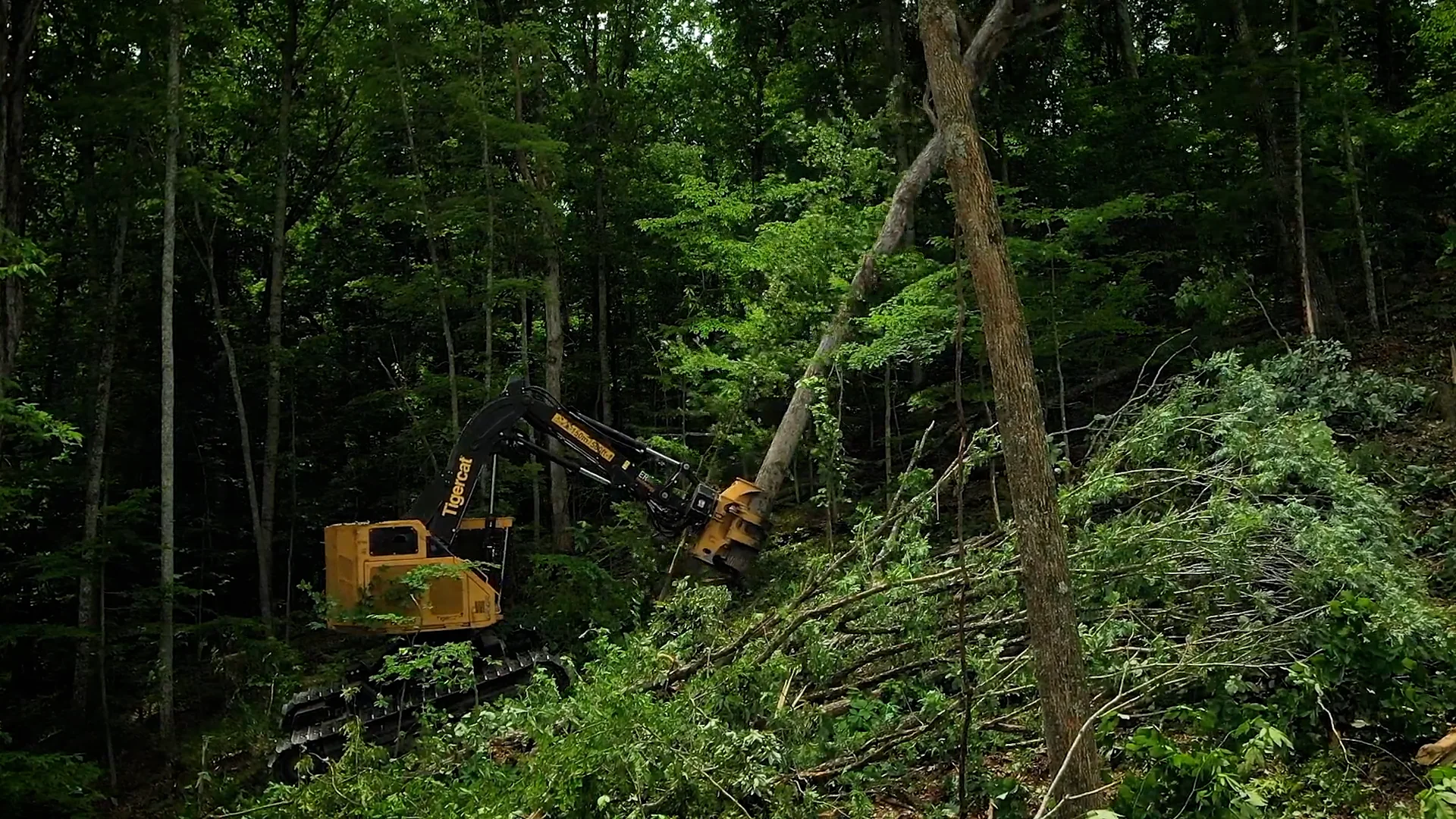 砚台  26 5185 Fixed Felling Saw | Large Diameter Timber | Tigercat