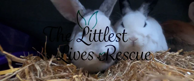 Rabbit rescue best sale