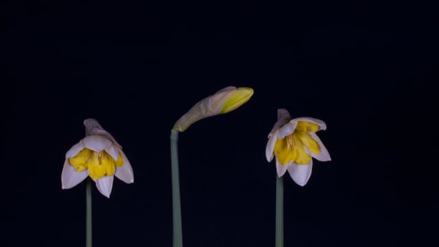 daffodils, easter bells, spring