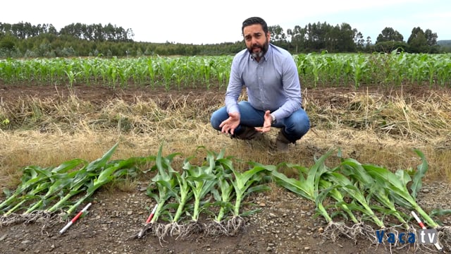 Proliant® fortalece o desenvolvemento do millo ante calquera estrés medioambiental