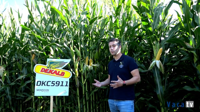 Variedade DKC 5911