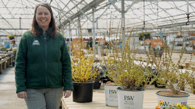 Forsythia Spotlight | Grow For Spring Color, Deer Resistance & Cut Flowers