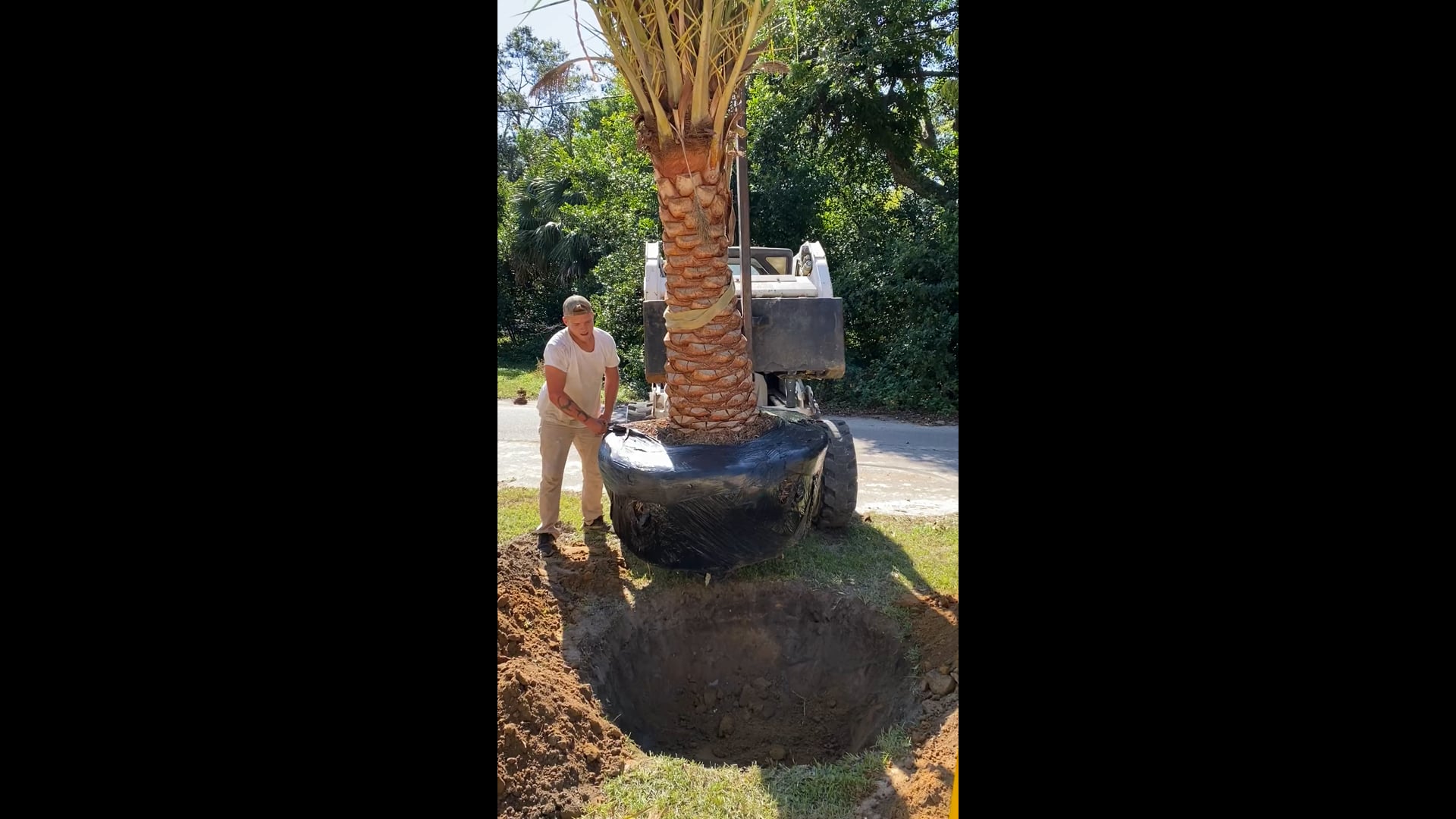 Coastal Palm, Pool, & Patio - Palm Trees, Delivery and Installation