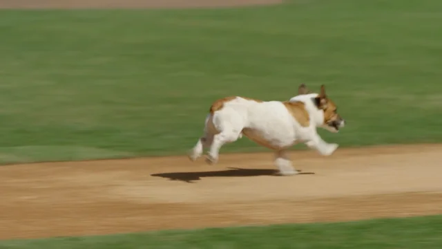 Fast little legs: Russell Terrier Macho declared fastest doggie baserunner  at Dodger Stadium – KIRO 7 News Seattle