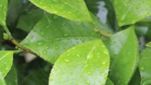 Pentax - Filming with a DSLR