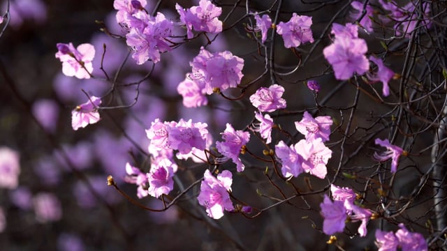 90以上の無料韓国共和国 韓国動画 Hd 4kクリップ Pixabay