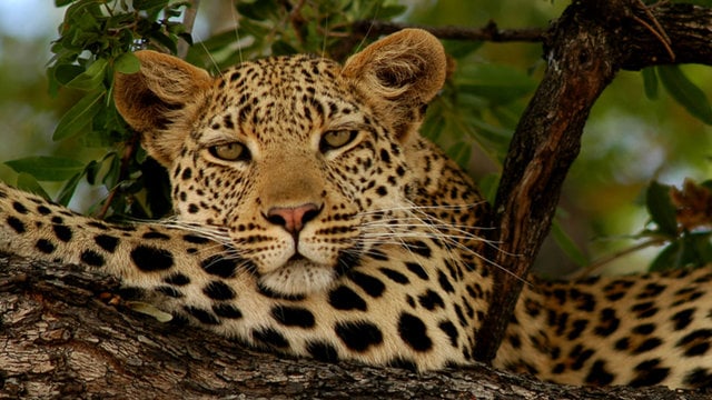 Wild Botswana