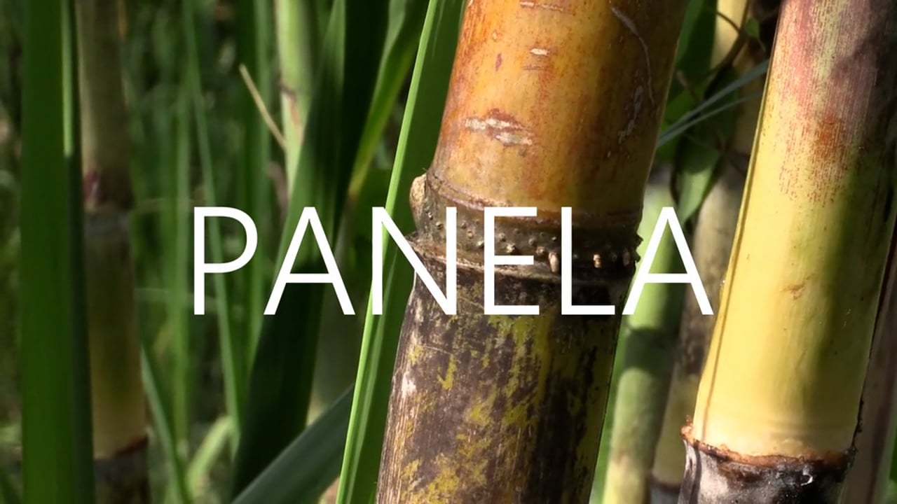 Panela