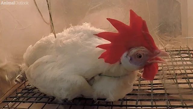 Amid Bird Flu Outbreak, Meat Producers Seek “Ventilation Shutdown” to  Mass-Suffocate Chickens