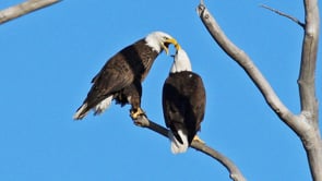 Waco Eagles