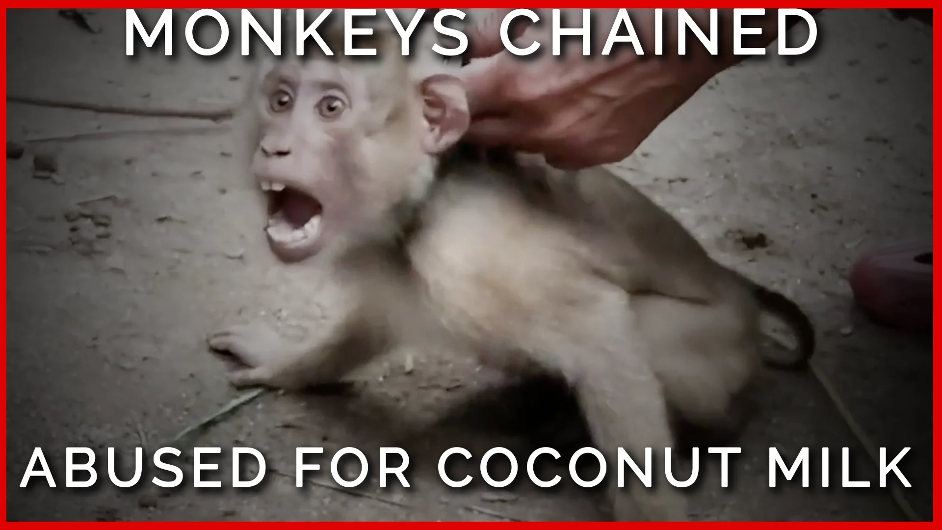 Cruelty in Coconut Milk:  PETA Asia Reveals Monkeys Exploited, Abused