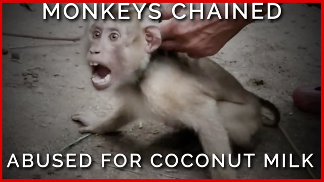 6 Easy Ways to Help Monkeys Forced to Pick Coconuts | PETA