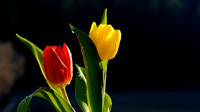 Hoa Tulip Màu Vàng đang chờ bạn khám phá trên trang web Pixabay! Với những bức ảnh đẹp và sắc nét về loài hoa này, bạn chắc chắn sẽ tìm được bức ảnh đẹp nhất cho nhu cầu của mình. Hãy xem hình ảnh và đắm mình trong vẻ đẹp của Hoa Tulip Màu Vàng.