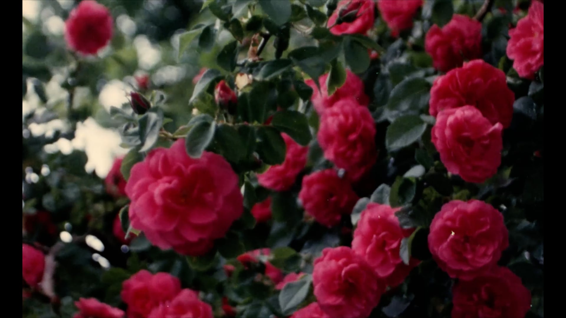 Roses