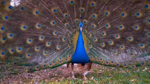 peacock, bird, plumage