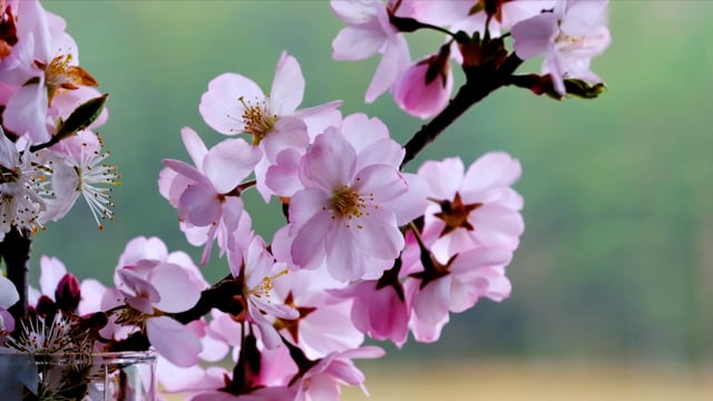 Blooms, Tree Blossoms, Spring, Branch